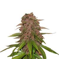 C4  Auto